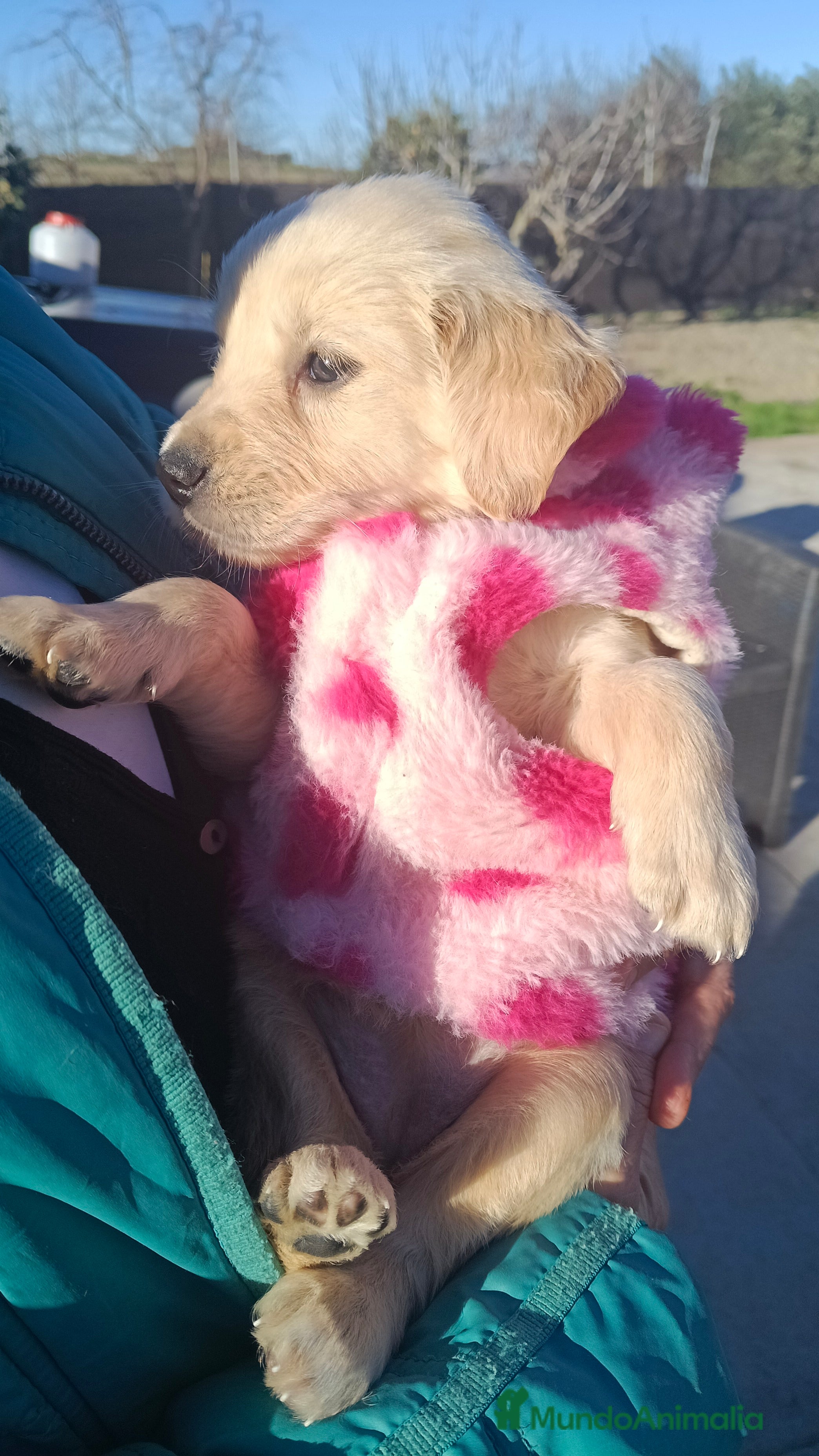 Golden Retriever perros Hembra de golden retriever  - Anuncio 1