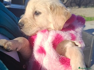 Golden Retriever perros Hembra de golden retriever - Anuncio 7