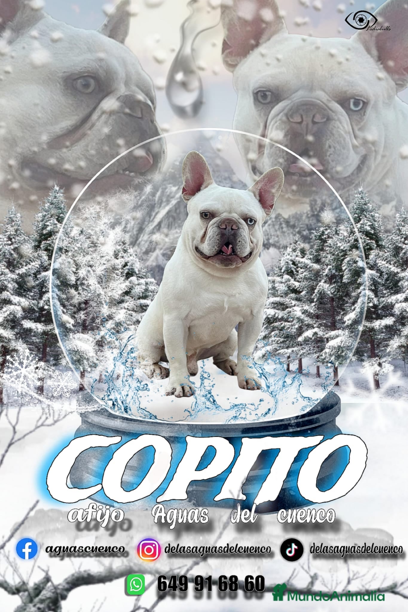 Bulldog Francés perros Bulldog Frances Merle - Anuncio 3