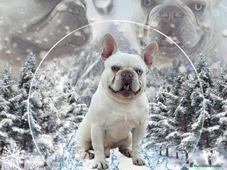 Bulldog Francés perros en Madrid - Anuncio 6