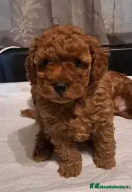 Caniche Toy perros CANICHE - PRECIO ESPECIAL VERANO  - Anuncio 1