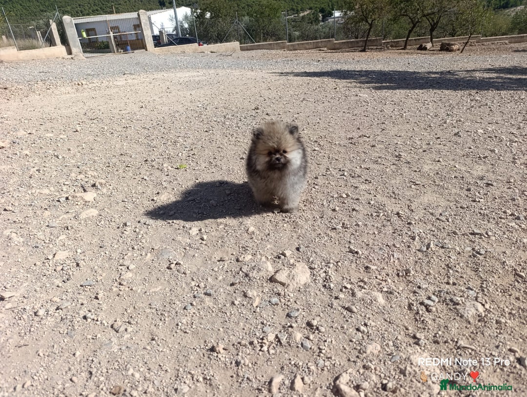Pomerania perros en venta: PRECIOSA BOLITA DE MACHITO CHIQUITIN DE POMERANIA - Imagen 4