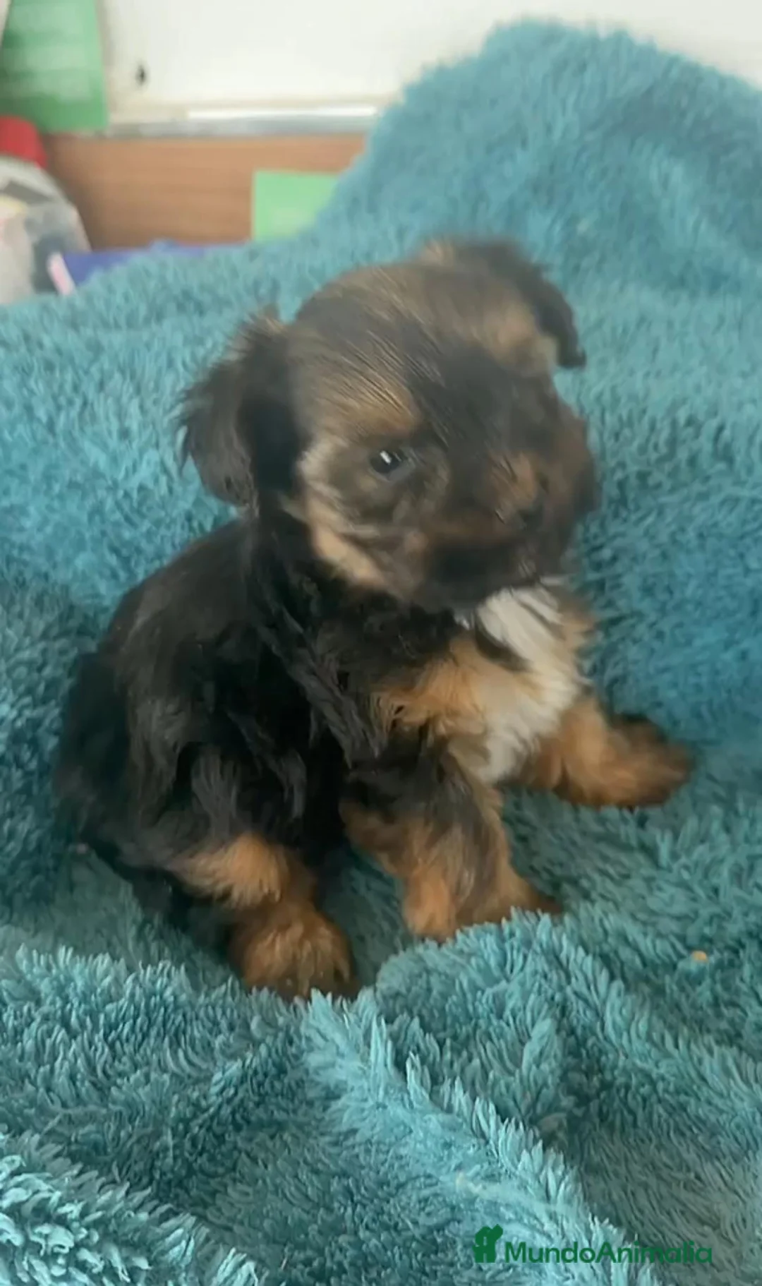 Yorkshire Terrier perros en venta: Yorkshire  - Anuncio 1