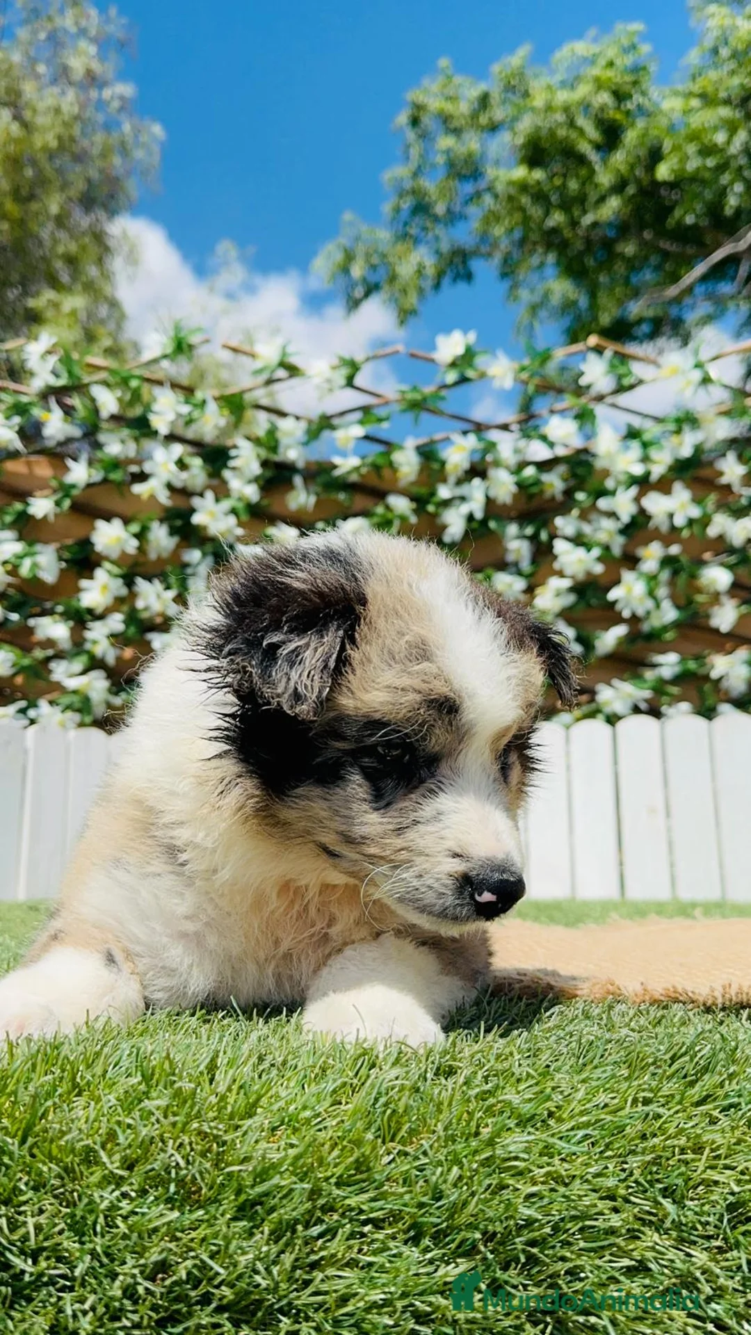 Border Collie perros en venta: BORDER COLLIE  - Anuncio 17