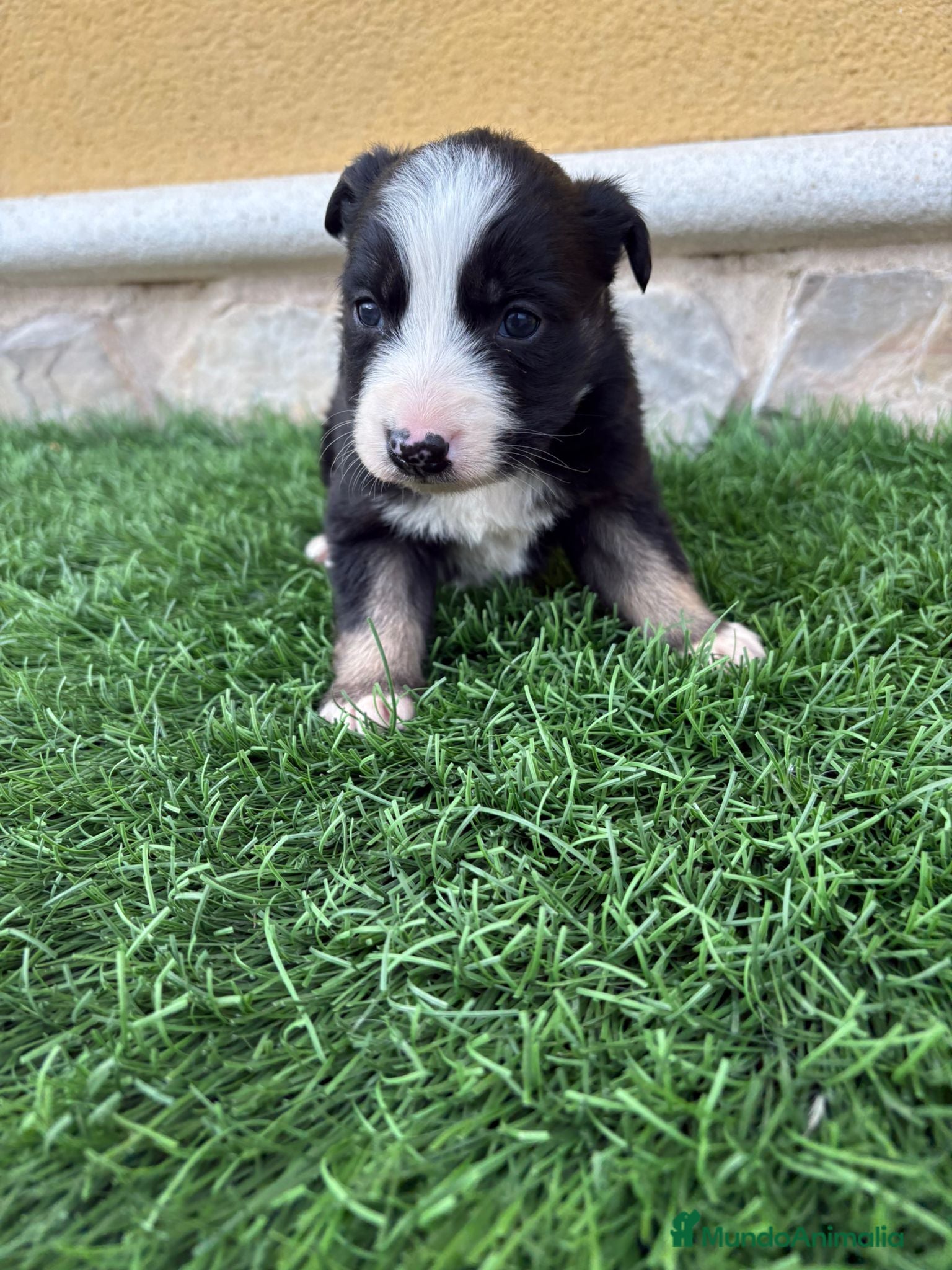 Border Collie perros Hembra de Border Collie preciosa  - Anuncio 2