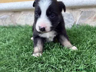 Border Collie perros Hembra de Border Collie preciosa - Anuncio 1