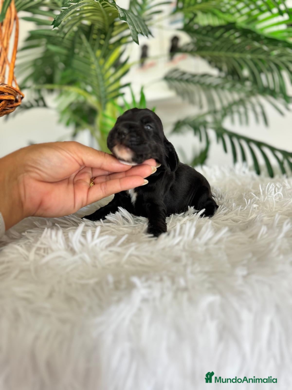 Cocker Spaniel Inglés perros COCKER SPANIEL INGLES - Anuncio 2