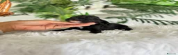 Cocker Spaniel Inglés perros en venta: COCKER SPANIEL INGLES - Anuncio 1