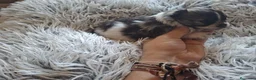 Pomerania perros en venta: POMERANIA TOY - Anuncio 2