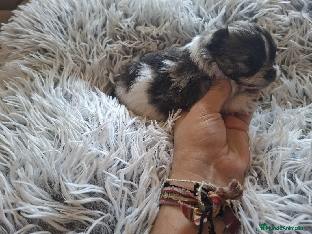 Pomerania perros en venta: POMERANIA TOY - Anuncio 2