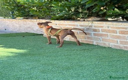 Podenco Canario perros en venta: Cachorro podenco canario  - Imagen 5