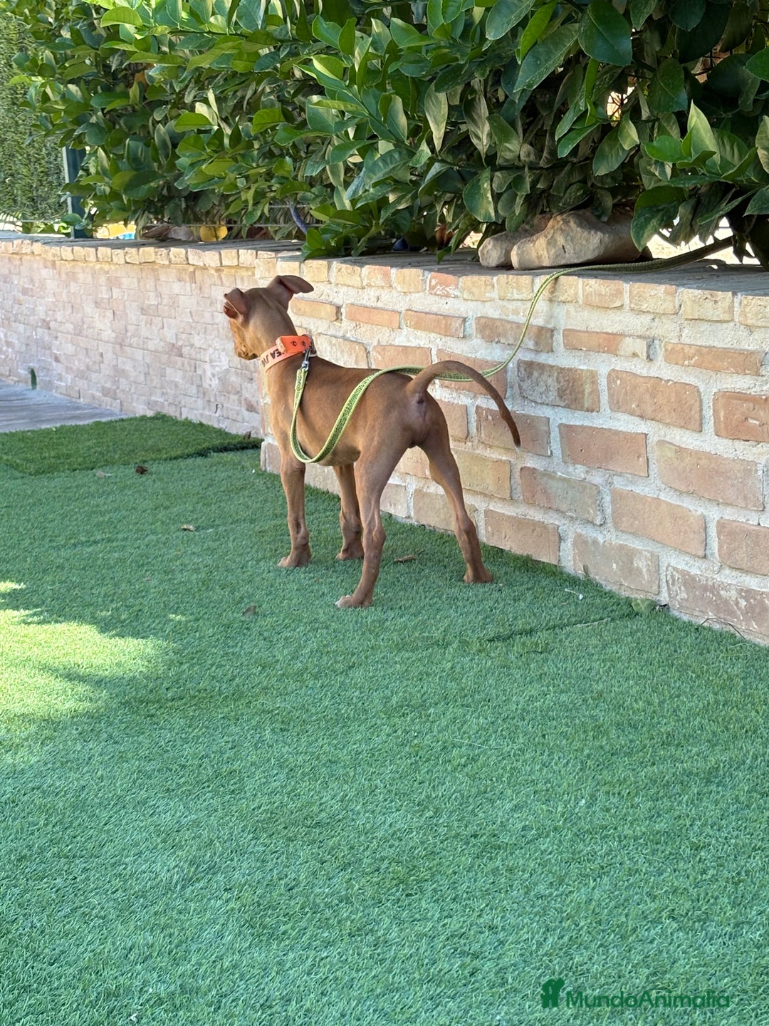Podenco Canario perros en venta: Cachorro podenco canario  - Imagen 5