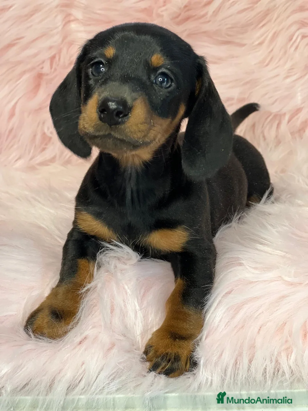 Teckel Miniatura perros en venta: TECKEL mini hembra  en Barcelona - Anuncio 1