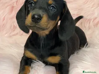 Teckel Miniatura perros TECKEL mini hembra en Barcelona - Anuncio 28