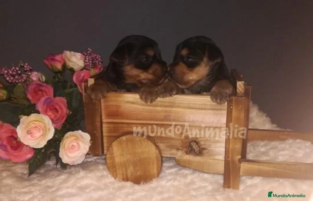 Imagen de galería {{count}}