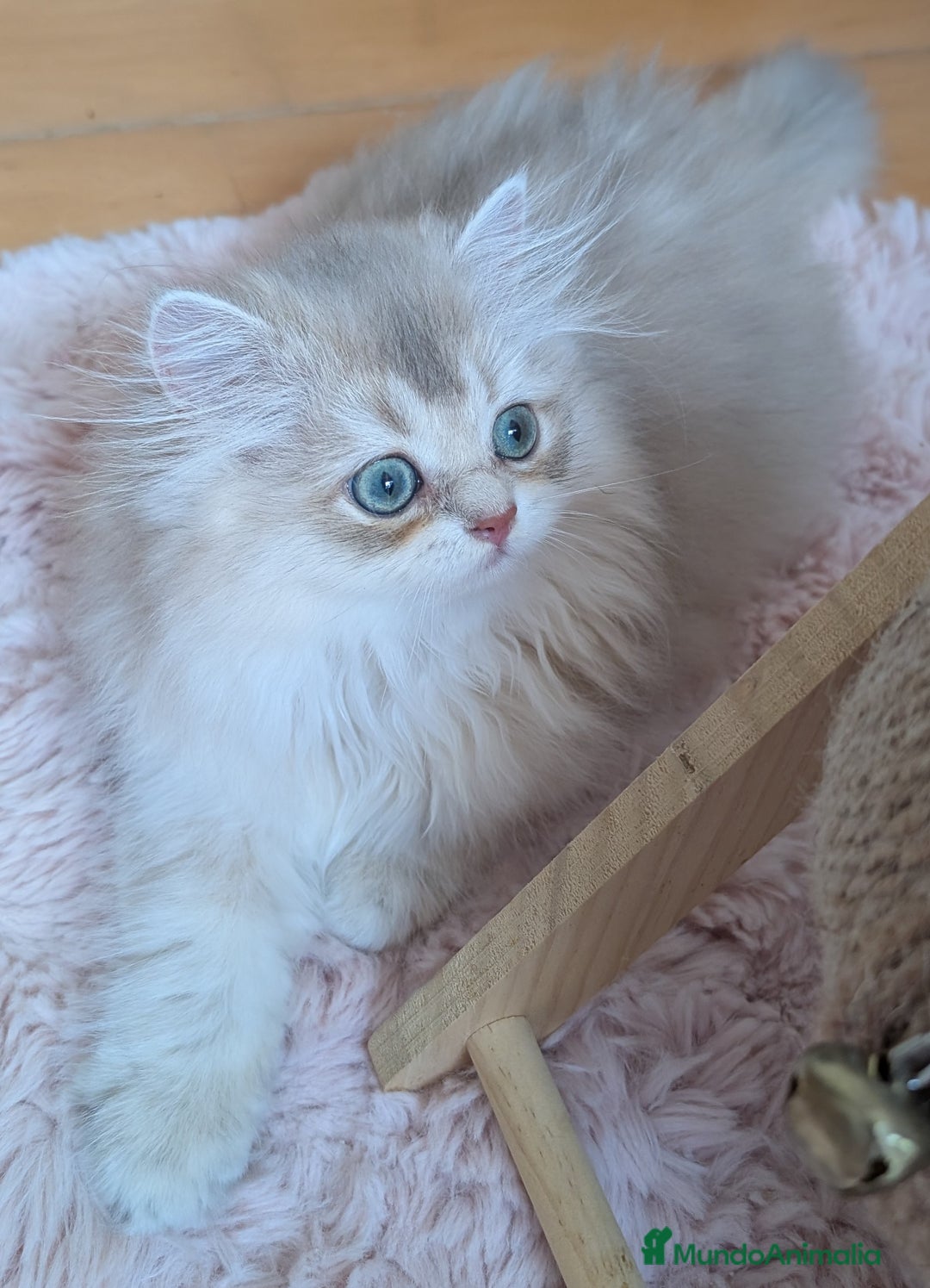 Británico de Pelo Largo gatos en venta: Gatita British longhair azul golden, - Imagen 1