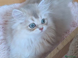 Británico de Pelo Largo gatos - Anuncio 2