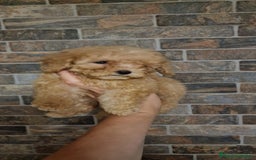 Caniche Toy perros en venta: HEMBRA CANICHE TOY APRICOT  - Imagen 4