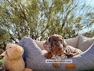 Teckel Miniatura perros - Anuncio 24