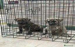 Dogo Canario perros en venta: Cachorras de presa canario  - Imagen 5