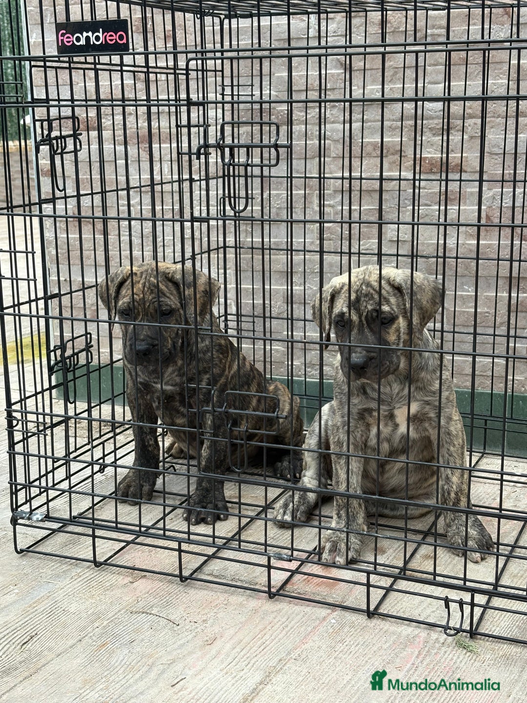 Dogo Canario perros en venta: Cachorras de presa canario  - Imagen 5