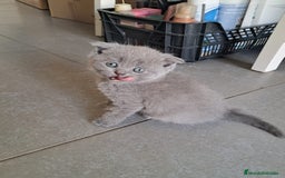 Británico de Pelo Corto gatos en venta: BRITISH PURA RAZA  - Imagen 9