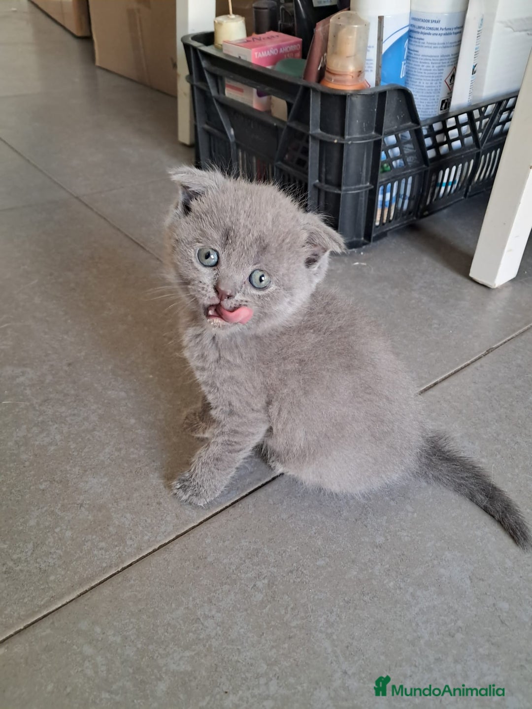 Británico de Pelo Corto gatos en venta: BRITISH PURA RAZA  - Imagen 9