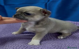 Chihuahua perros en venta: Preciosos cachorros Chihuahua colores exoticos - Imagen 5