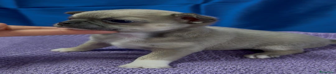 Chihuahua Cachorro 1