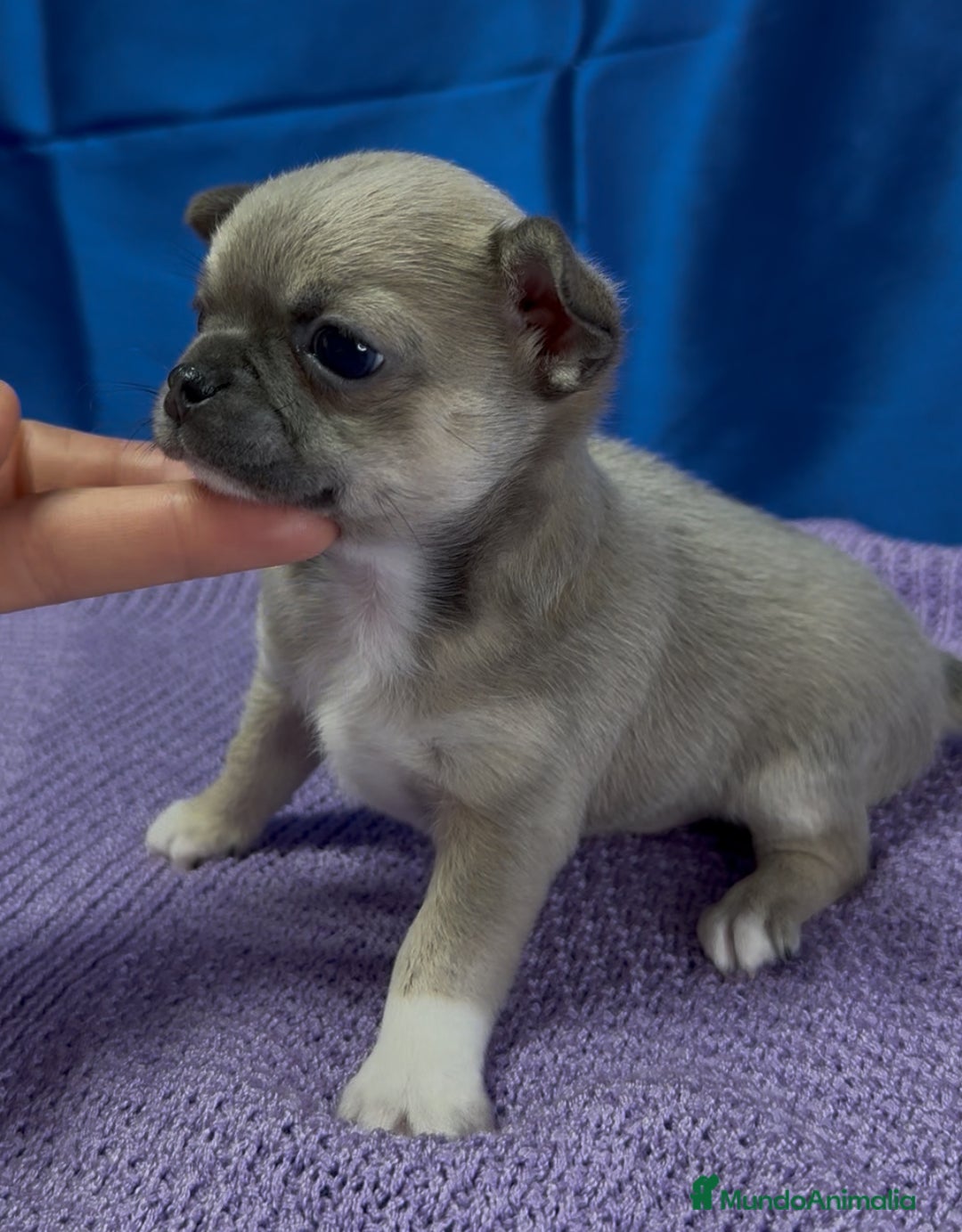 Chihuahua perros en venta: Preciosos cachorros Chihuahua colores exoticos - Imagen 5