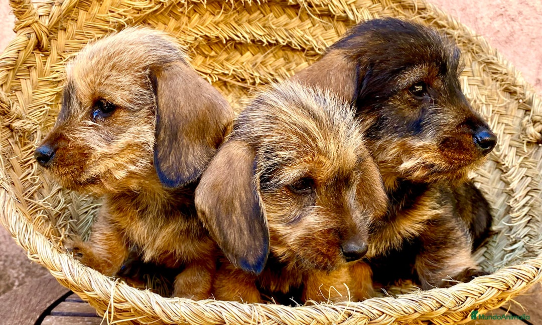 Teckel Miniatura perros en venta: TECKEL KANINCHEN (el más pequeño) MAGNIFICOS - Anuncio 11