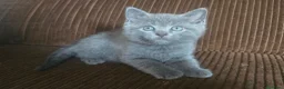 Británico de Pelo Corto Azul gatos en venta: Gatcot.com - Anuncio 3