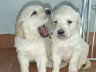 Golden Retriever perros Espectaculares golden retriever línea americana - Anuncio 1