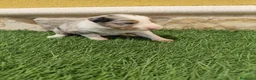 Border Collie perros en venta: Border collie merle choco en Valencia - Anuncio 26