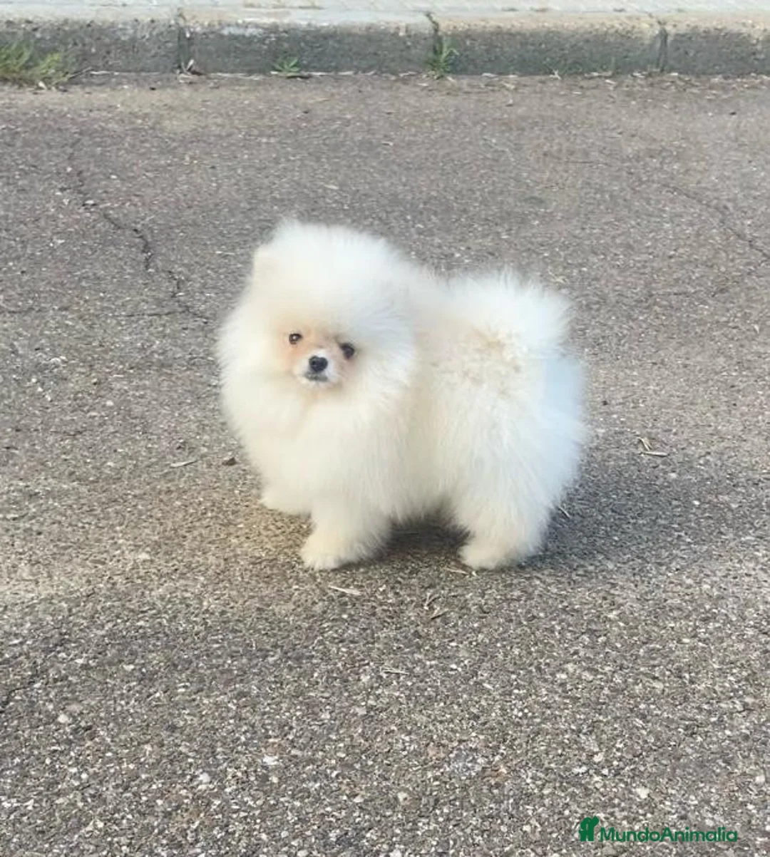 Pomerania perros en venta: Pomerania en Cáceres - Anuncio 1