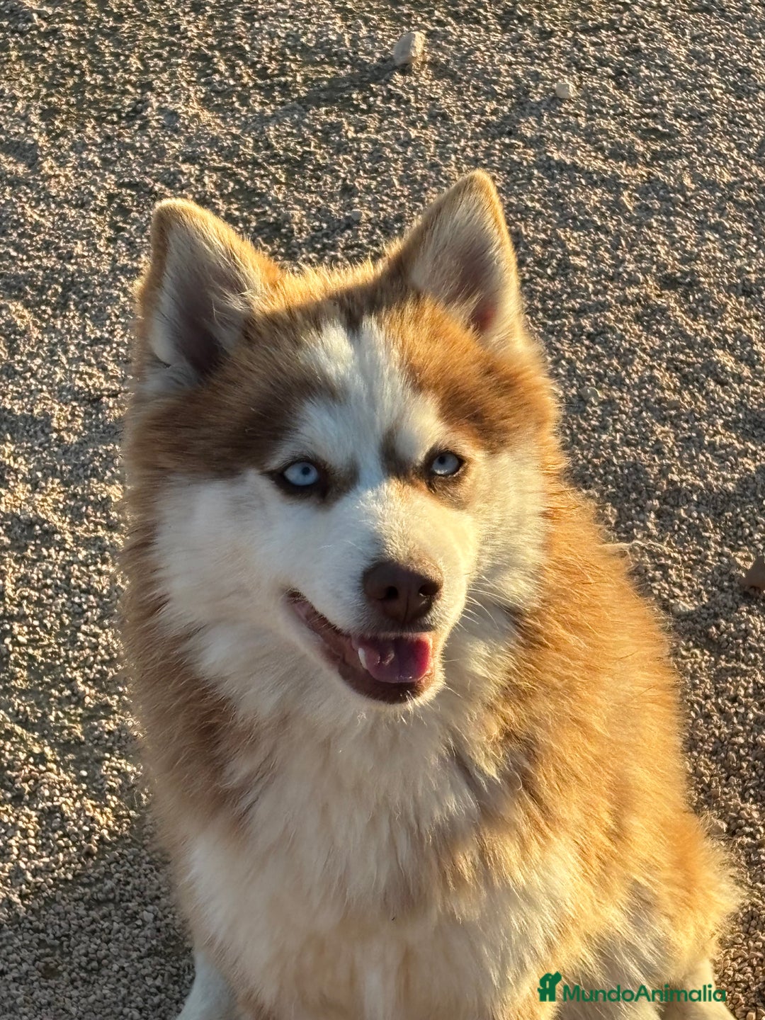 Pomsky perros en venta: 2 hembras pomsky o mini husky - Anuncio 1