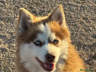 Pomsky perros 2 hembras pomsky o mini husky - Anuncio 6