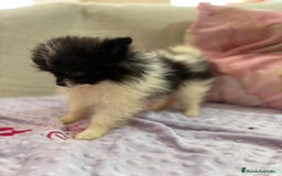 Pomerania perros en venta: Poo pomerania MICRO TOY  - Imagen 7