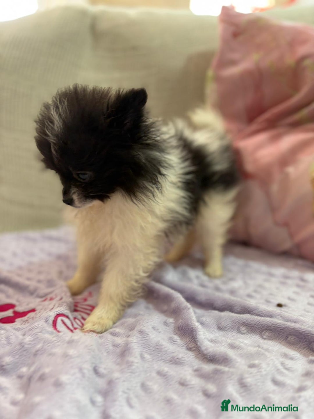 Pomerania perros en venta: Poo pomerania MICRO TOY  - Imagen 7
