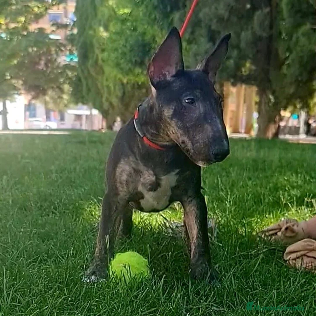Bull Terrier perros en venta: Vegabulls De Las Morenas - Anuncio 2