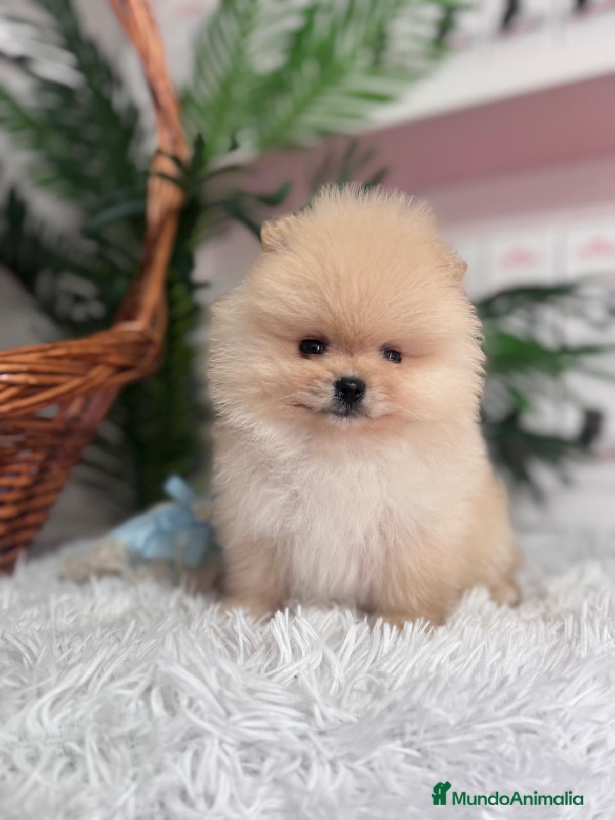 Pomerania perros POMERANIA CARITA DE OSITO - Anuncio 1