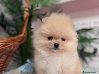 Pomerania perros POMERANIA CARITA DE OSITO - Anuncio 1