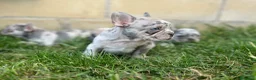Bulldog Francés perros en venta: Bulldog francés  - Anuncio 6