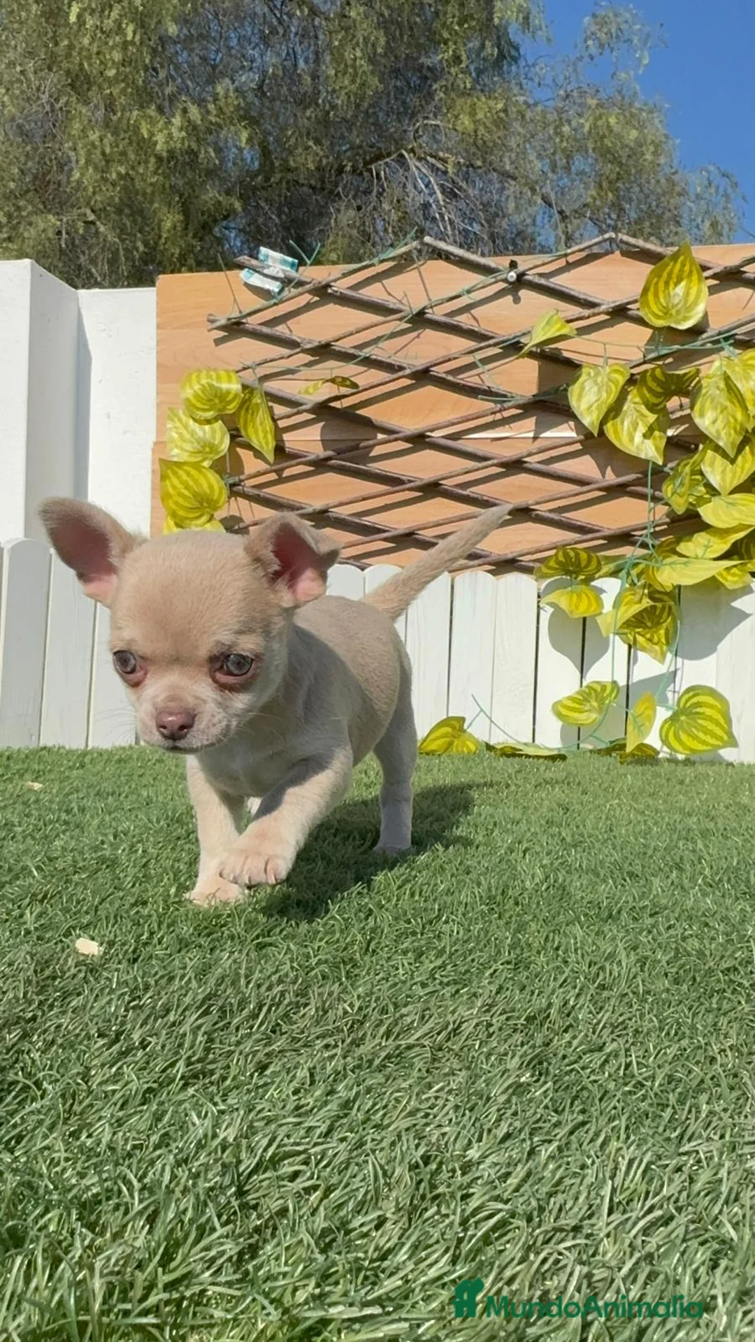 Chihuahua perros en venta: CHIHUAHUA HEMBRA - Anuncio 2