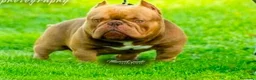 American Bully perros en venta: American bully micro - Anuncio 1