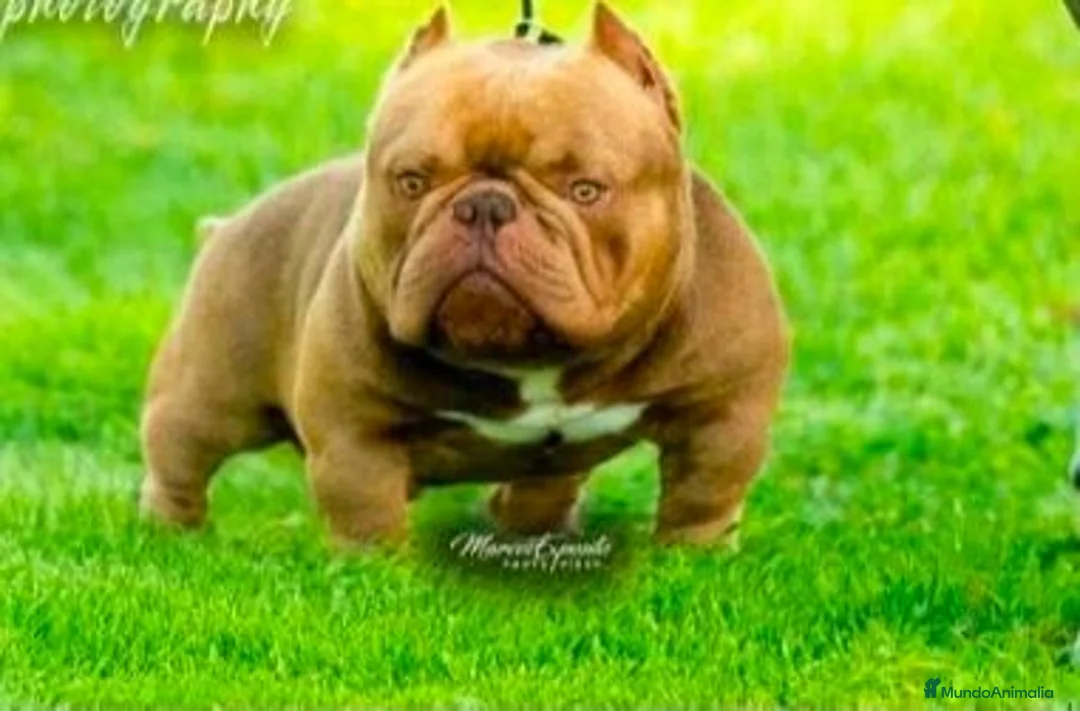 American Bully perros en venta: American bully micro - Anuncio 1