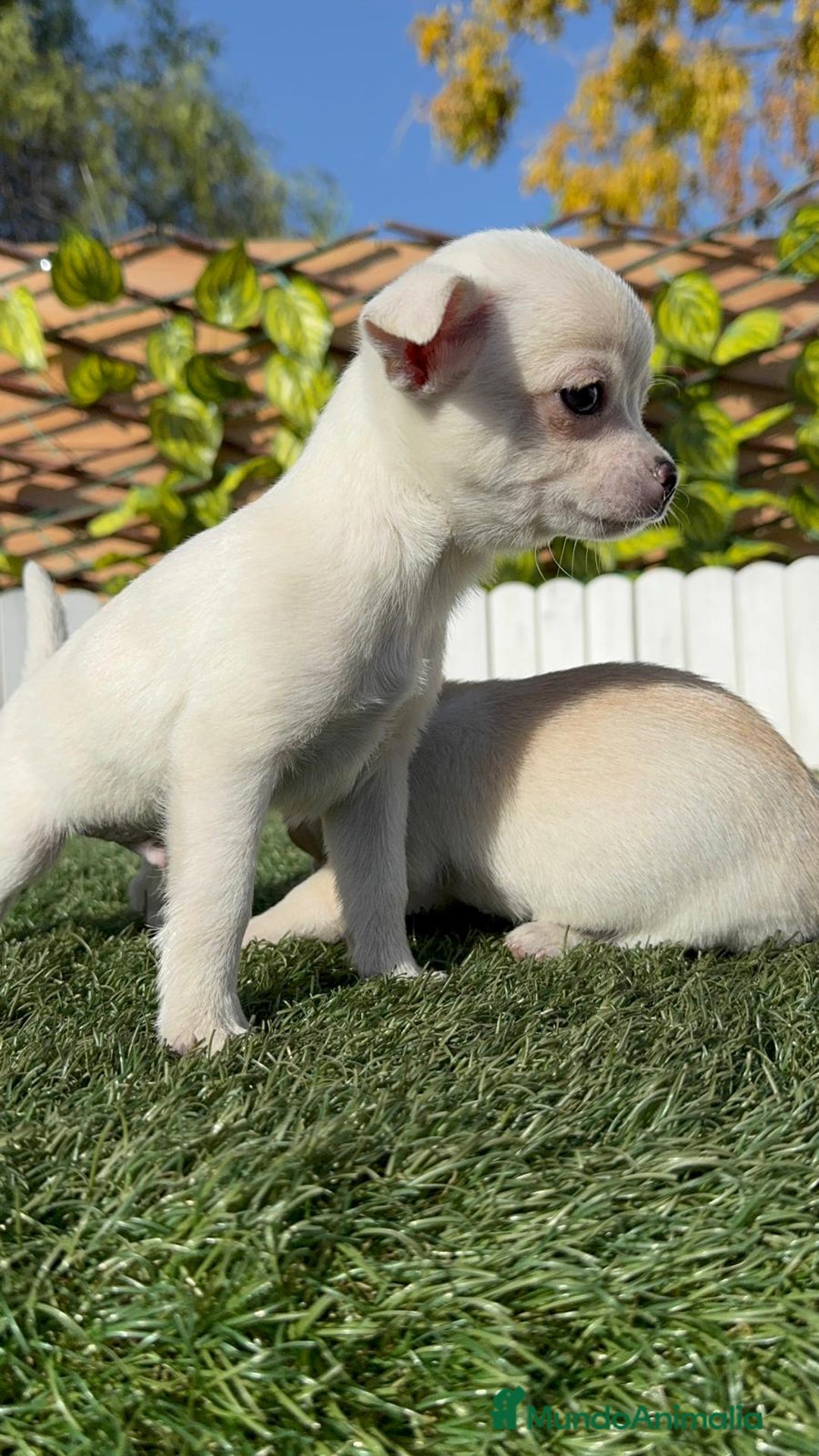 Chihuahua perros en venta: CHIHUAHUA MACHO - Anuncio 23