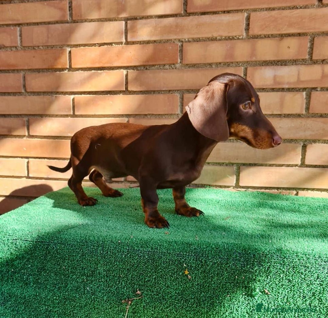 Teckel Miniatura perros en venta: Teckel mini - Anuncio 3
