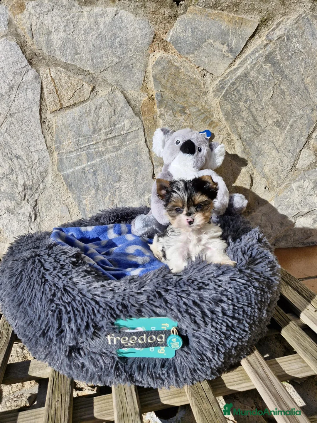 Otras razas perros en venta: Biewer - Anuncio 9