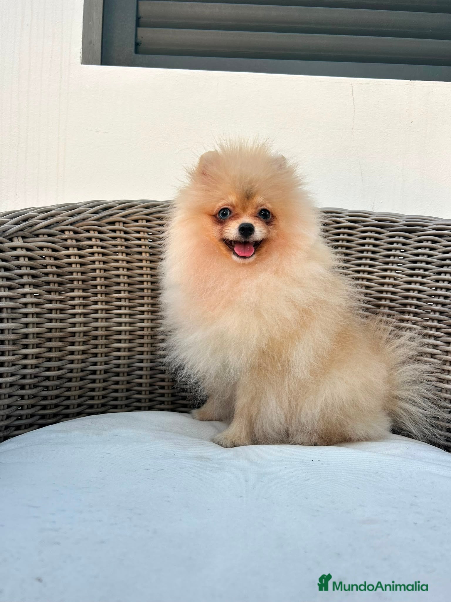Pomerania perros Pomerania hembra toy - Anuncio 1